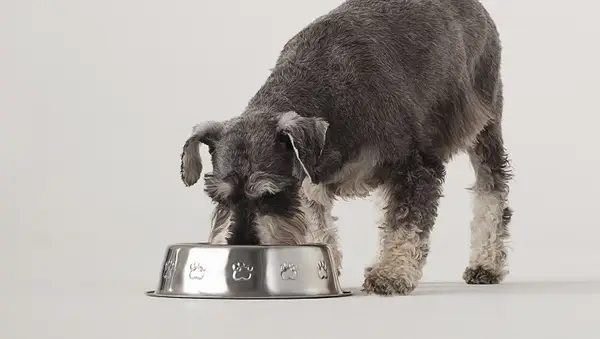 Portrait of Schnauzer eating from dog bowl