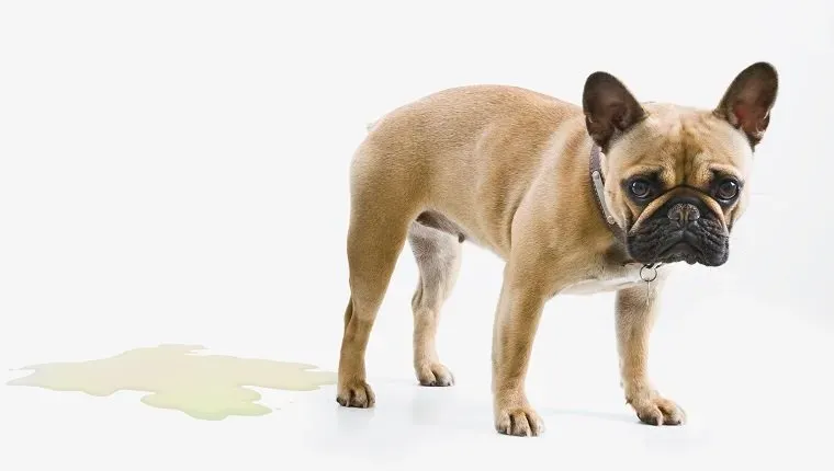 Šolanje pasje hiše / poslušnost živali' title=