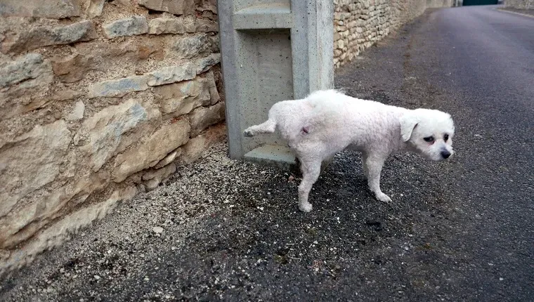 Pielonefritas šunims: simptomai, priežastys ir gydymas