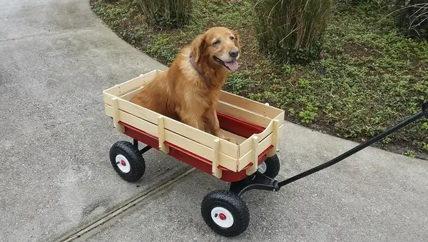 This is taken of my elderly dog Cali riding in her Wagon. She had bad hips.