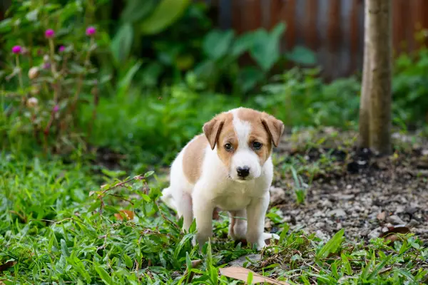 Сто мероприятия: симптомы, факторы