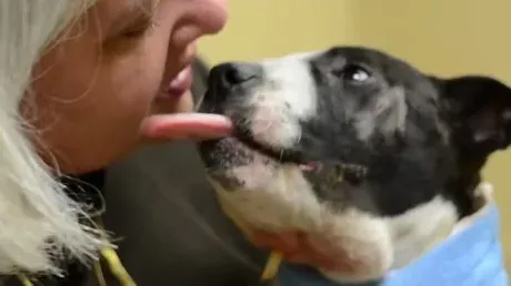 Combattimenti tra cani vivi e vegeti in America: il cucciolo usato come esca sopravvive miracolosamente