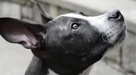 Combattimenti tra cani vivi e vegeti in America: il cucciolo usato come esca sopravvive miracolosamente