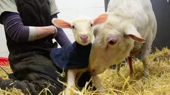 Den avgående programledaren Jon Stewart förvandlar sin bondgård i New Jersey till ett djurreservat