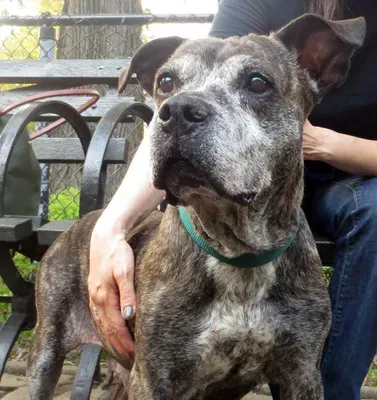 Fospice: Atenció al final de la vida per a gossos de refugi