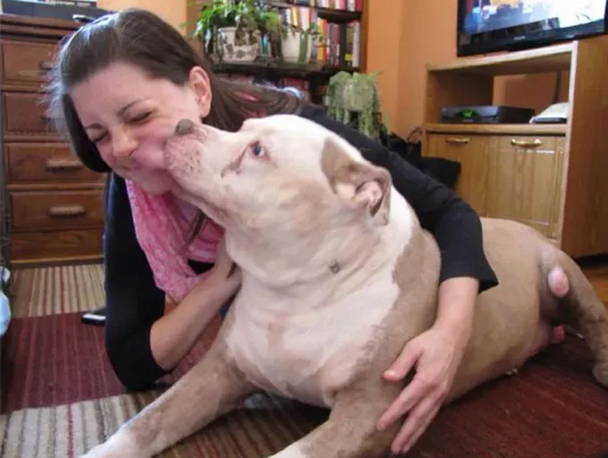 Fospice: Atenció al final de la vida per a gossos de refugi