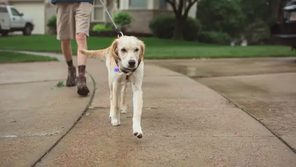 Стоя на юге Дакоты, 2023: Ребекка, собачья дерьмо, сырая собака, концепция концепции концепции