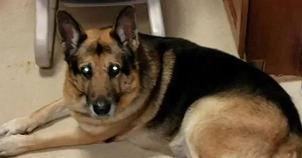 Les souhaits initiaux du parent décédé de l’animal sont honorés