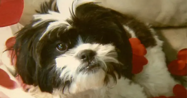 A lei sobre a limpeza dos cães regulará o comércio em Nova Jersey