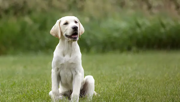 Индийски 2023 кучета кучета: гняв, ухапване за кучета, жестокост на кучета, кучешка каишка