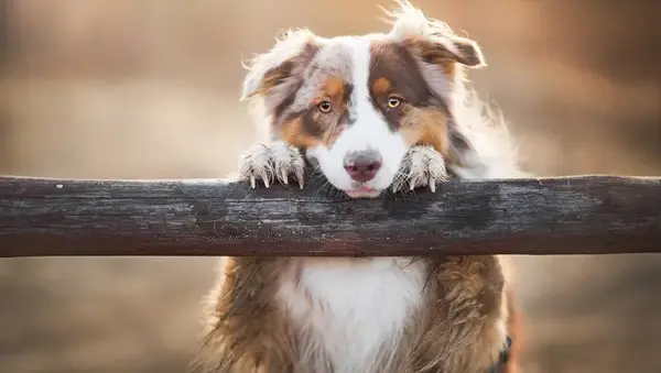 De beste naam van een hond voor prachtige passagiers in het zuiden [foto]