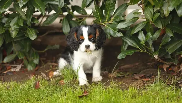 Tshaz obožavatelji 30 najboljih psa F: slika]
