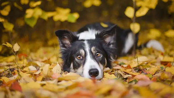 30 melhores nomes de cães com um magnífico border collie [foto]