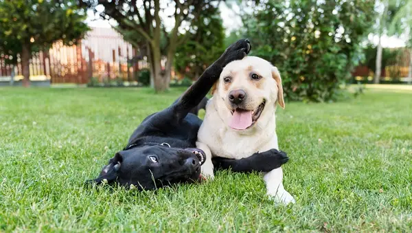 30 melhores nomes de cães para os adoráveis ​​retrievers labrador [foto]