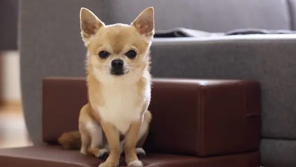 Executive, 30 Bedste Cagnolini Chihuahuas [Foto]