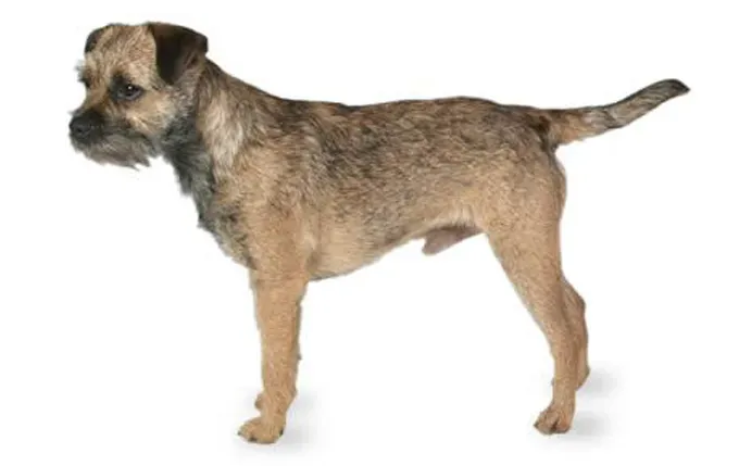 Nume de câini Border Terrier