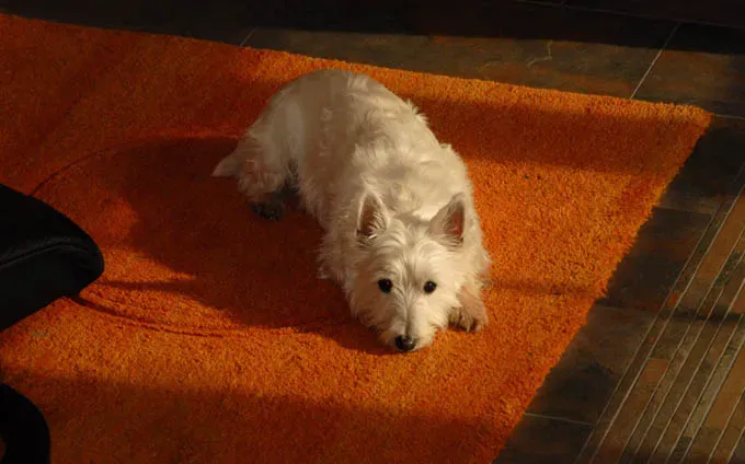 Harry Wijnvoord의 웨스트 하이랜드 테리어 개 Luna, M?nster North Rhine-Westphalia 독일 유럽 거실 카펫 개 동물 근처 뮤지컬 Schlagerspektakel Homestory Village의 첫 번째 리허설 (Photo by Peter Bischoff/Getty Images)' title=