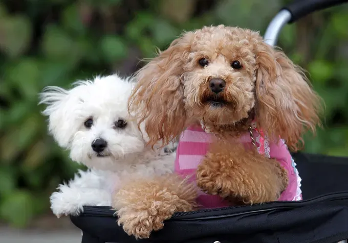 (사진 제공: 카모시다 코이치/게티 이미지)' title=