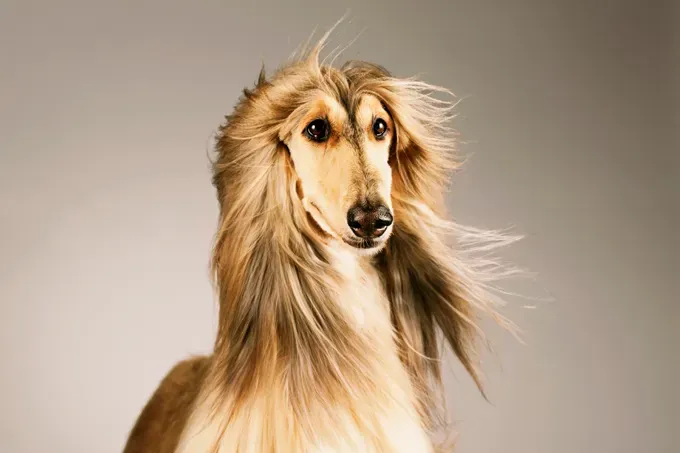 Afganistano kurtų šunų vardai