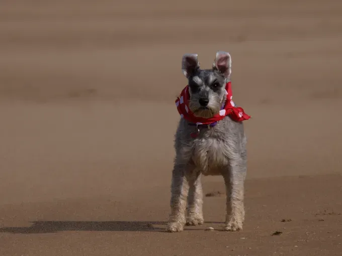 Imena pasa minijaturnog šnaucera