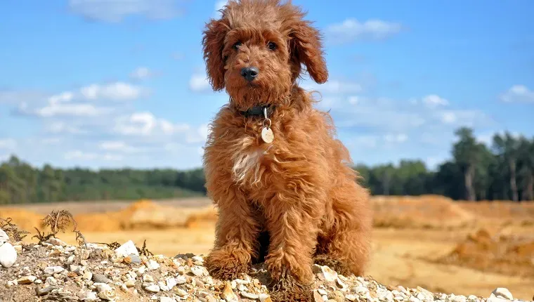 30 najlepszych uroczych imion Labradoodle