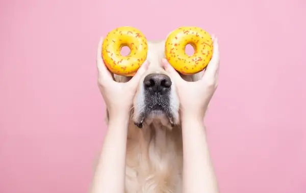 Les meilleurs noms de noms de chien avec le thème de la nourriture
