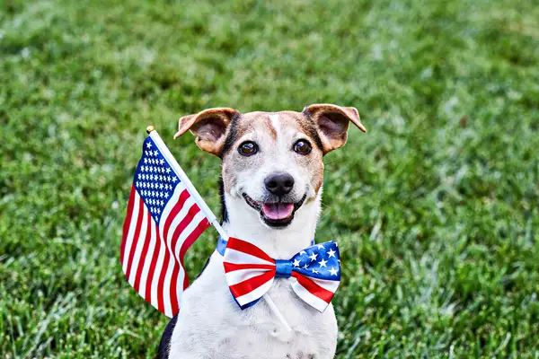 Labākais vārds politiķiem, kurus iedvesmojuši suņi