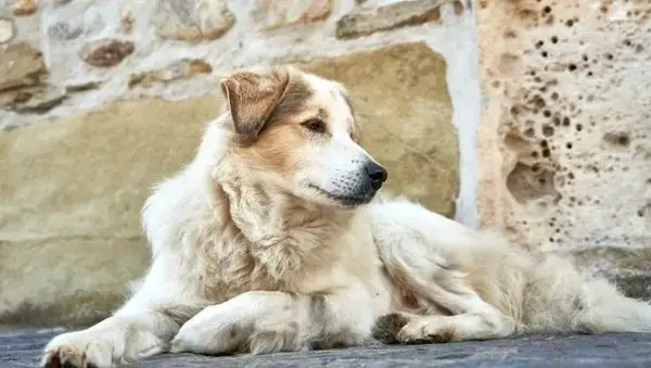I migliori nomi di cani ispirati alla Bibbia