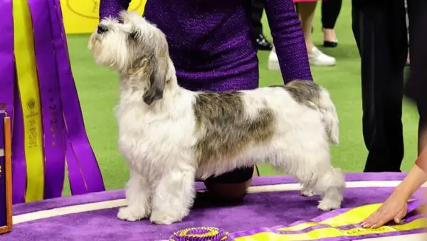 Najobľúbenejší Griffin Dog je slávny