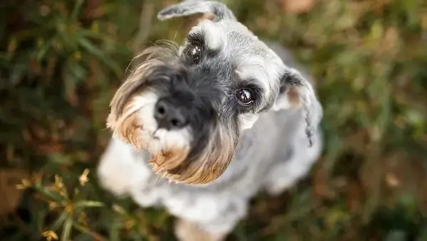 Sweet Schnauzersの30の最高の犬の名前
