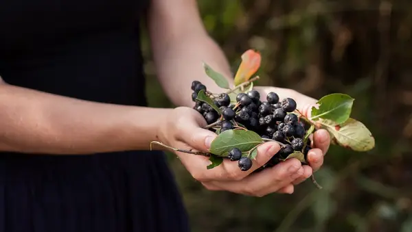 Kann ein Hund erwürgen? Die Hunde?