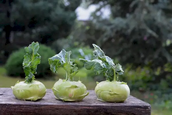 разделител-лапа