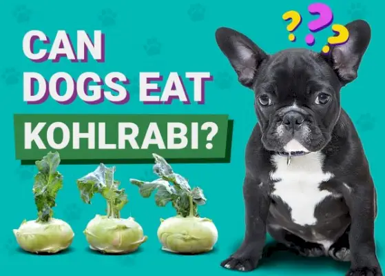 Kunnen honden koolrabi eten? Door dierenartsen goedgekeurde feiten- en veiligheidsgids