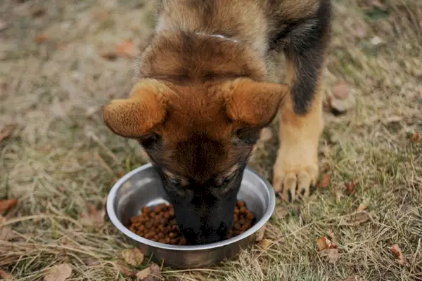 Щенок немецкой овчарки ест сухой корм на открытом воздухе
