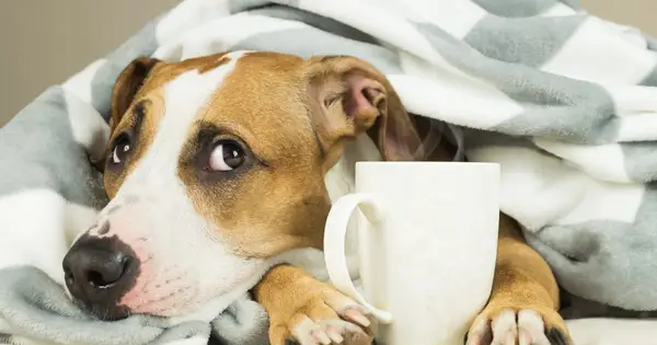 ¿Puede un perro beber té? ¿Por qué el té es malo para los perros?