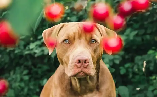 Kan du spise kirsebær? Cherry er sikkert for hunde?