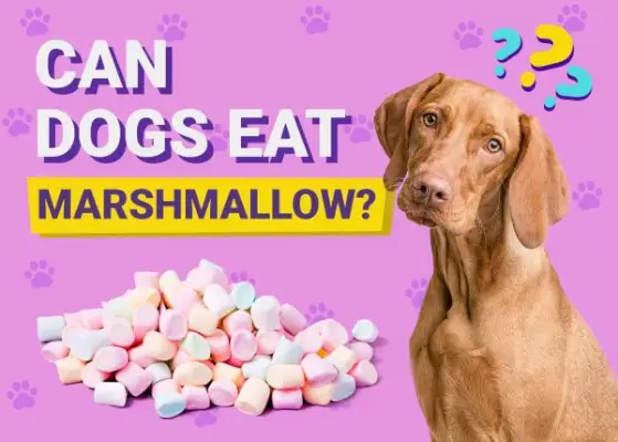 犬はマシュマロを食べても大丈夫ですか？獣医が検証したリスクとよくある質問