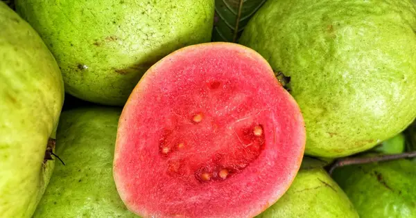 Ali lahko pes jedo sveže? Res si pes