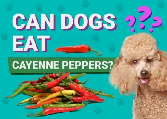 Kan hundar äta cayennepeppar? Veterinär godkända råd