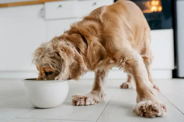 Chien cocker anglais mangeant de la nourriture et de l'eau potable dans un bol sur le sol dans la cuisine maison