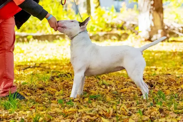un chien bull terrier prend une friandise du dresseur