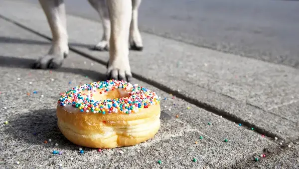 Poate un câine să mănânce gogoși? Câinele este sigur?
