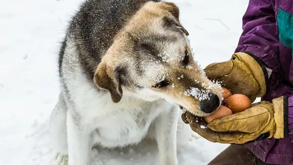 Large dog eating fresh chicken eggs from male hands
