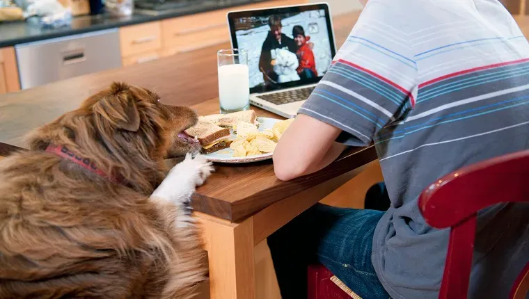 ragazzo adolescente seduto al bancone della cucina che lavora al computer mentre mangia il pranzo. Il cane salta sul bancone e prende il panino dal piatto.' title=