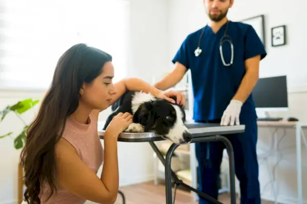 Smutná hispánska žena vyzerá rozrušene, keď sa stará o svojho starého chorého psa border kólie na veterinárnej klinike