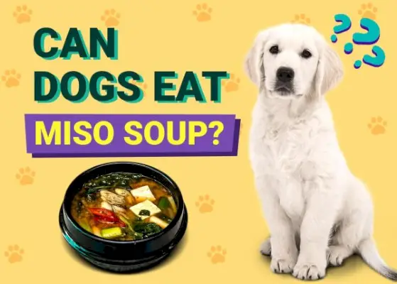 Els gossos poden menjar sopa de miso