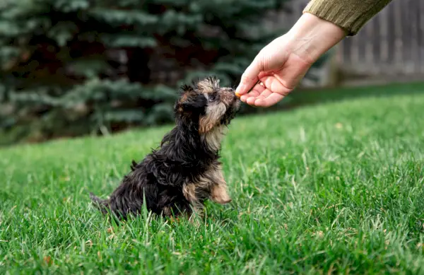 Ali lahko psi jedo pop kamne? Veterinarsko preverjena dejstva in pogosta vprašanja