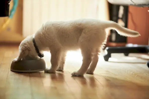 Ljubek mladiček zlatega prinašalca jedo hrano