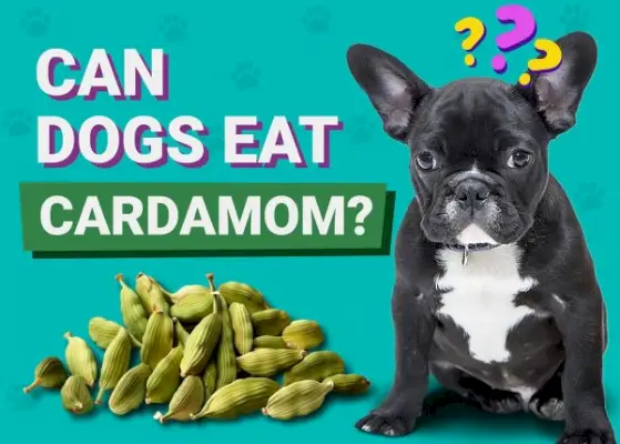 Ehetnek-e a kutyák kardamomot