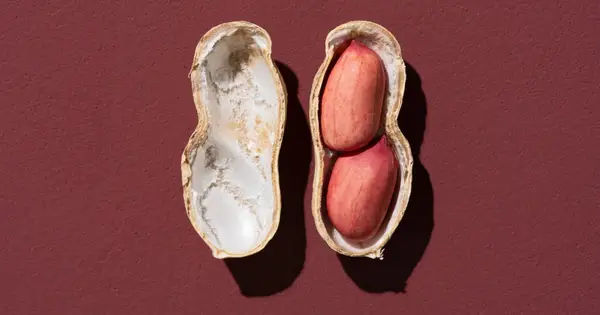 ¿Puede un perro comer maní? ¿Son seguros los cacahuetes para los perros?